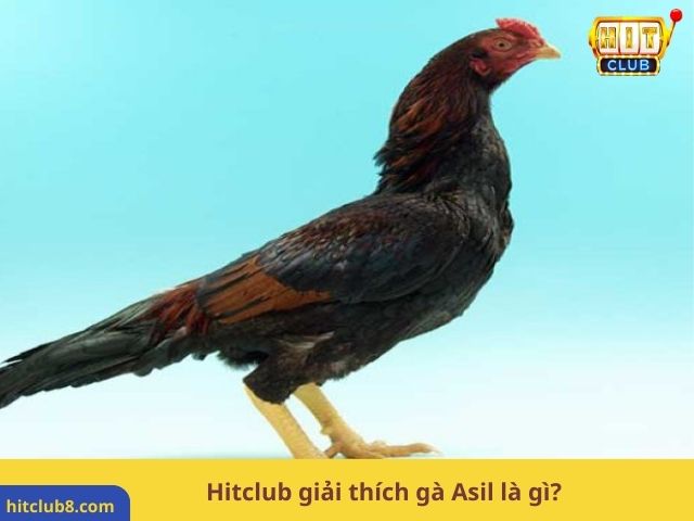 Hitclub giải thích gà Asil là gì?