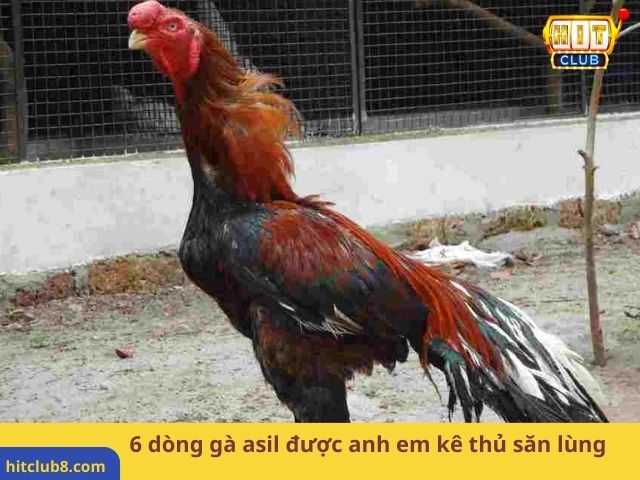 6 dòng gà asil được anh em kê thủ săn lùng