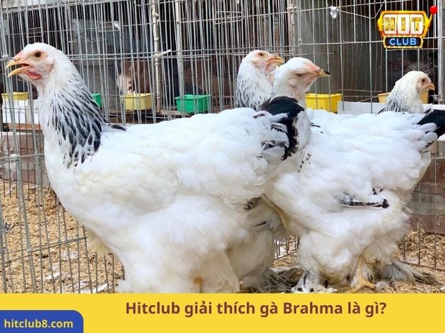 Hitclub giải thích gà Brahma là gì? 