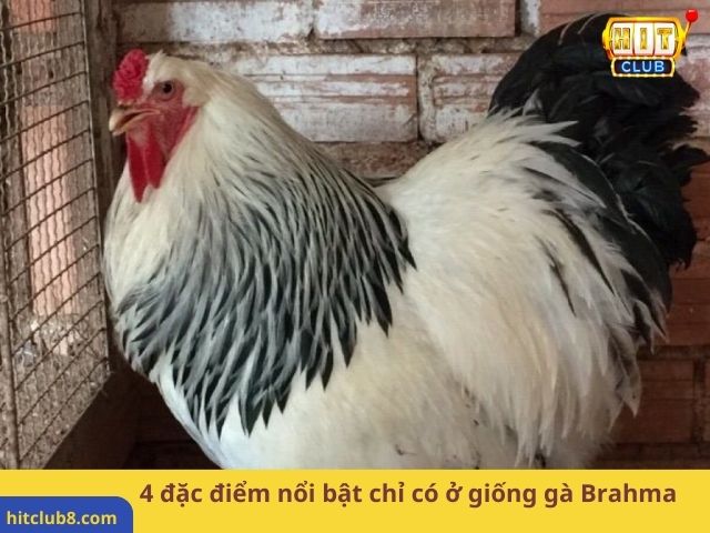 4 đặc điểm nổi bật chỉ có ở giống gà Brahma