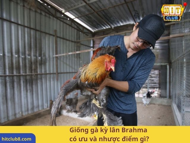 Giống gà kỳ lân Brahma có ưu và nhược điểm gì?