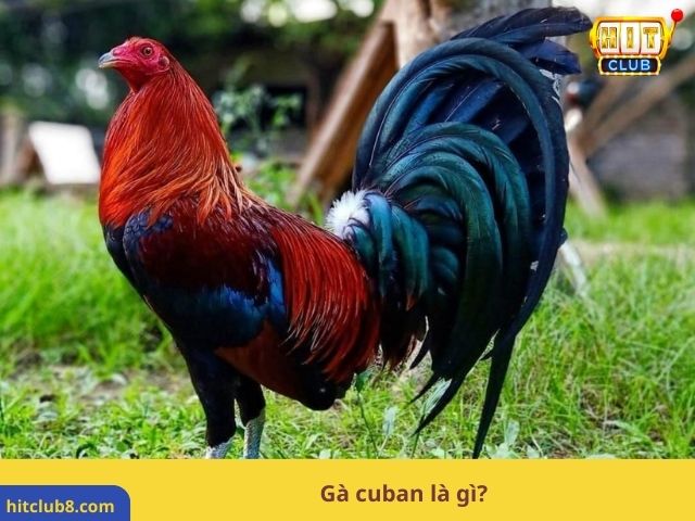 Gà Cuban là gì?