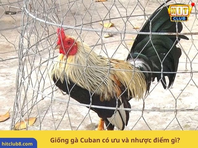 Giống gà Cuban có ưu và nhược điểm gì?