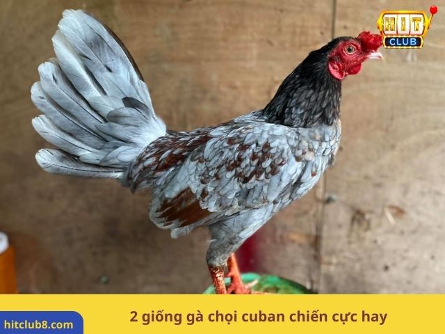 2 giống gà chọi cuban chiến cực hay