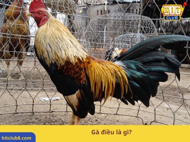 Gà điều là gì?