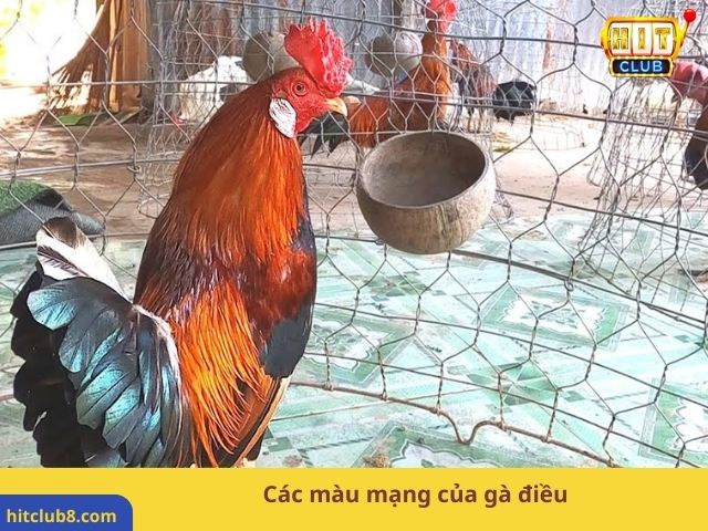 Các màu mạng của gà điều