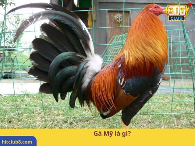 Gà Mỹ là gì?