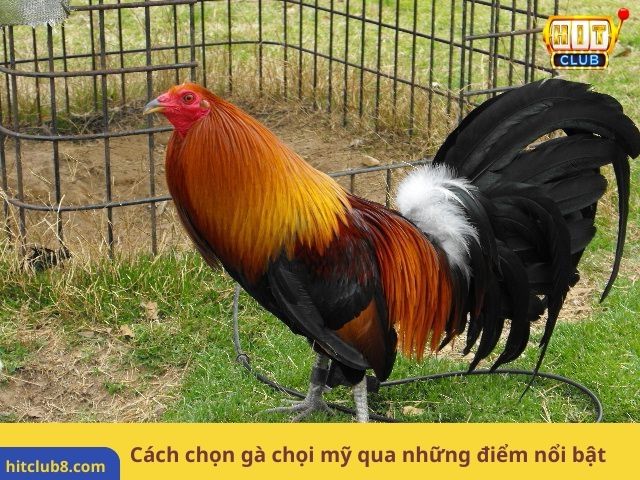 Cách chọn gà chọi mỹ qua những điểm nổi bật