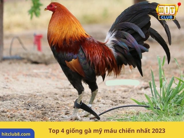 Top 4 giống gà mỹ máu chiến nhất 2023