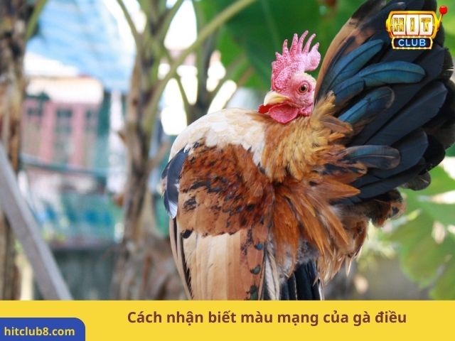 6 điểm nổi bật của gà Serama