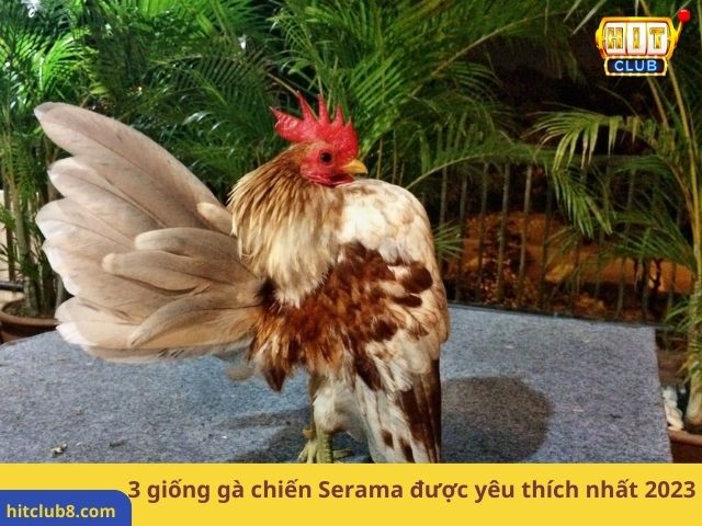 3 giống gà chiến Serama được yêu thích nhất 2023