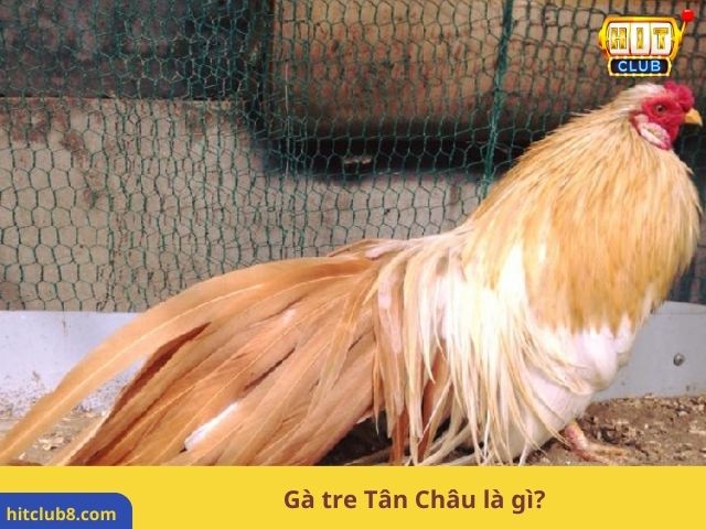 Gà tre Tân Châu là gì?