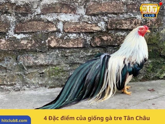 4 Đặc điểm của giống gà tre Tân Châu