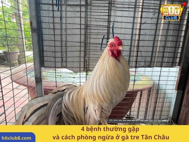 4 bệnh thường gặp và cách phòng ngừa ở gà tre Tân Châu