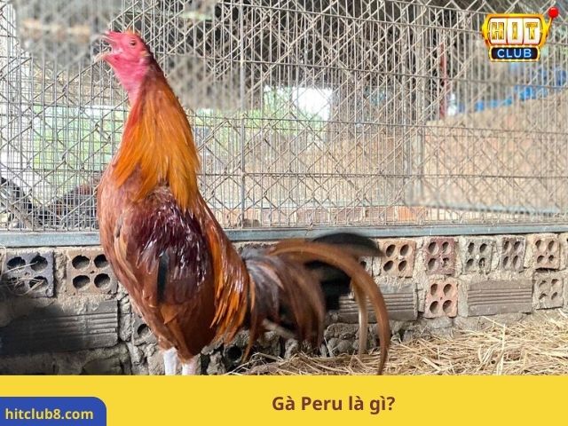 Gà Peru là gì?