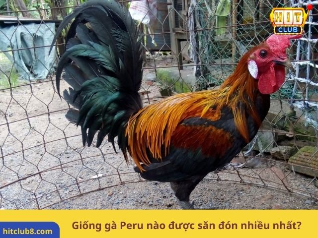 Giống gà Peru nào được săn đón nhiều nhất?