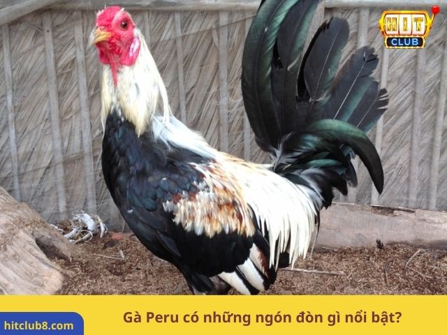 Gà Peru có những ngón đòn gì nổi bật?