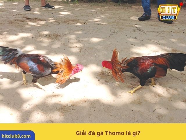 Giải đá gà Thomo là gì?