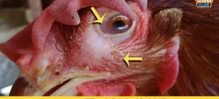 Gà bị sưng mắt là gì? Tiết lộ 5 nguyên nhân gây sưng mắt ở gà