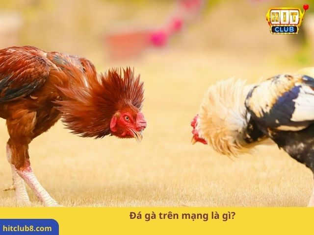 Đá gà trên mạng là gì?