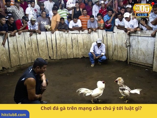 Chơi đá gà trên mạng cần chú ý tới luật gì?