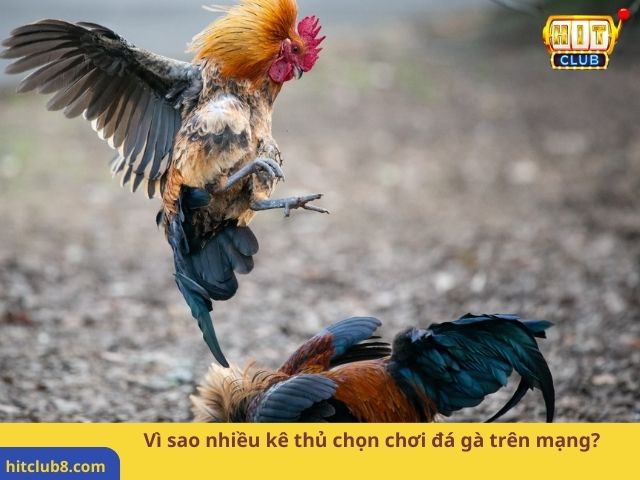 Vì sao nhiều kê thủ chọn chơi đá gà trên mạng?