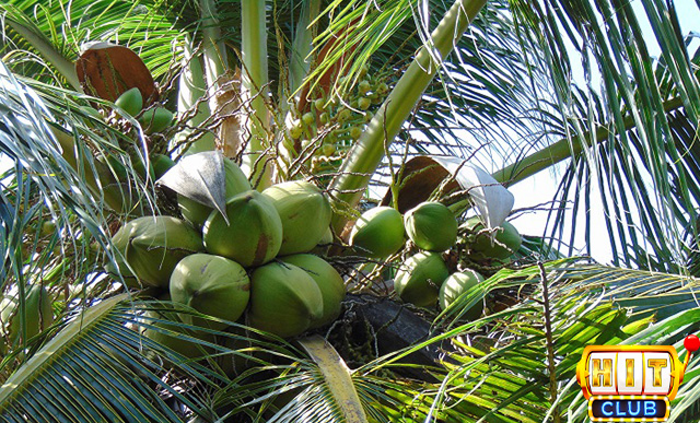 Giấc mơ thấy cây dừa có tráki