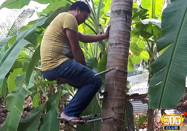 Nằm mơ thấy ,mình leo lên cây dừa