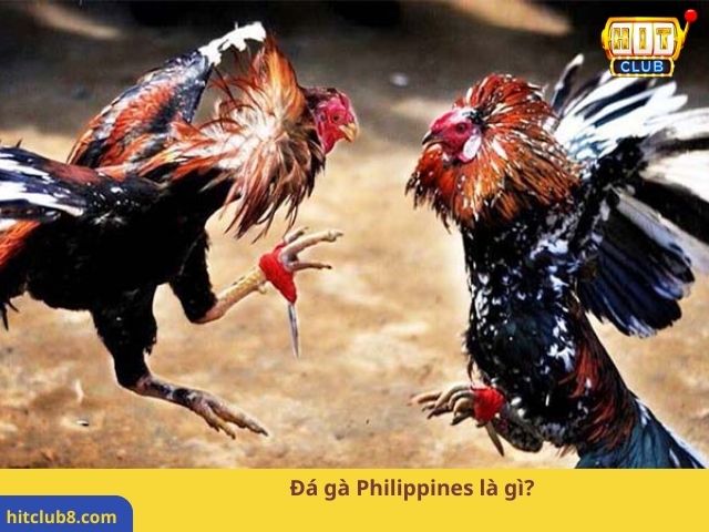 Đá gà Philippines là gì?