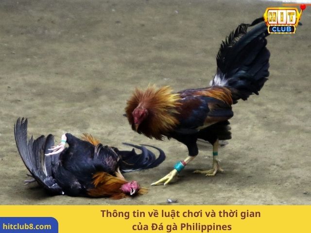 Thông tin về luật chơi và thời gian của Đá gà Philippines