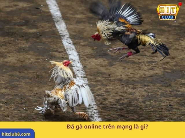 Đá gà online trên mạng là gì?