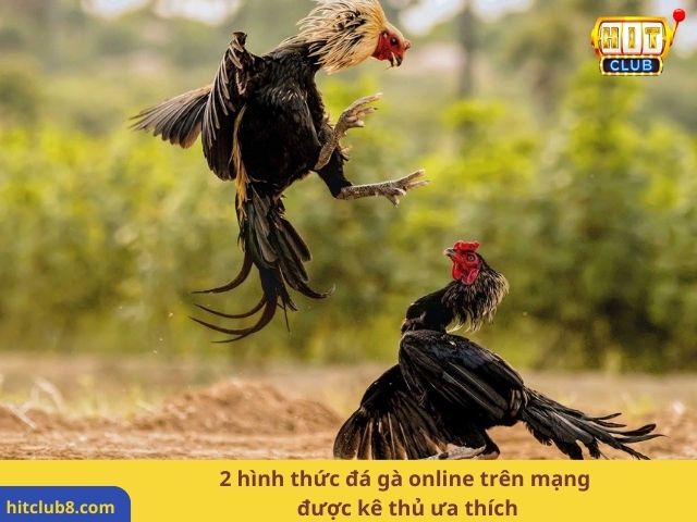 2 hình thức đá gà online trên mạng được kê thủ ưa thích