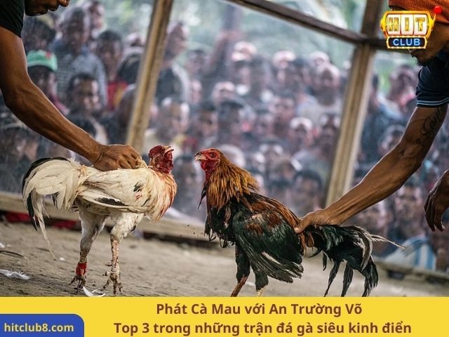 Phát Cà Mau với An Trường Võ - Top 3 trong những trận đá gà siêu kinh điển