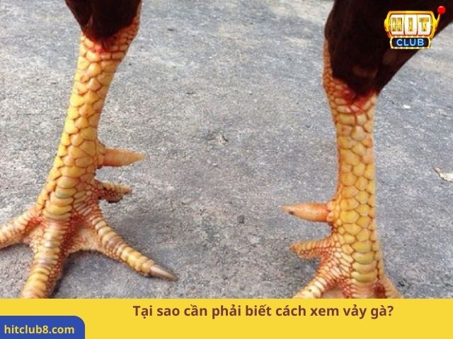 Tại sao cần phải biết cách xem vảy gà?