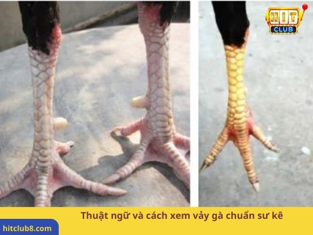 Thuật ngữ và cách xem vảy gà chuẩn sư kê