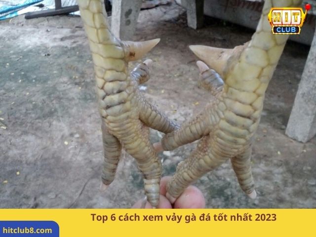 Top 6 cách xem vảy gà đá tốt nhất 2023