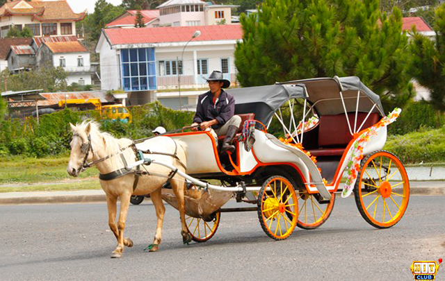 Mơ thấy xe ngựa chở đầy ý nghĩa giấc mơ gia đình