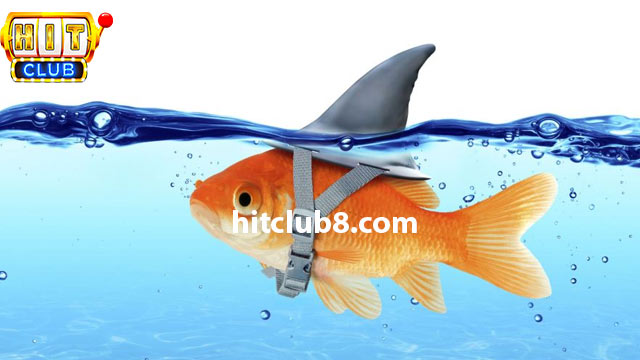 Khái niệm Fish trong Poker có nghĩa là gì?