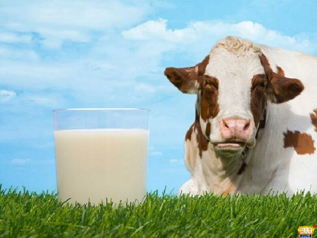 Nằm mơ thấy sữa bò nguyên chất