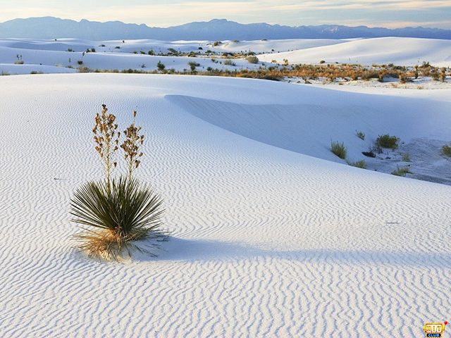 Nằm mơ thấy cát trắng trên sa mạc